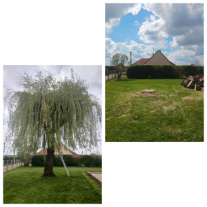 Photo de galerie - Enlèvement  arbre .cliente satisfaite 