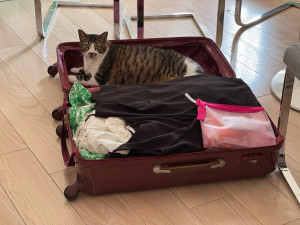 Photo de galerie - Un chat que j’ai gardé qui ne voulait pas laisser partir ses propriétaires…