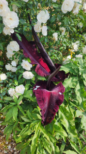 Photo de galerie - Jardinier