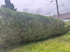 Photo de galerie - Taille de haie sur 50m