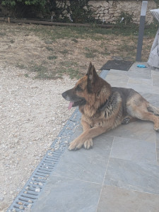Photo de galerie - Garde chien 