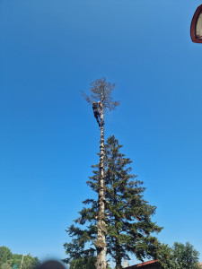 Photo de galerie - Abattage 