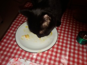 Photo de galerie - Garde chat