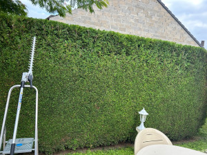 Photo de galerie - Taille des thuyas 