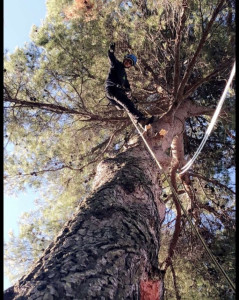 Photo de galerie - Bois mort pin 