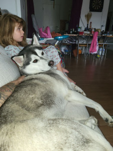 Photo de galerie - Synka Magnifique Husky que j'ai eu le plaisir d'avoir en garde le temp d'un week end ?