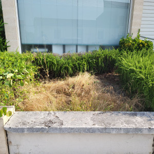 Photo de galerie - Taille de haies et d'arbustes