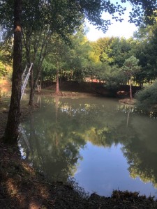 Photo de galerie - Elagage et coupe d'arbres