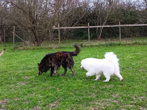Photo de galerie - Garde animaux : chiens, chats, oiseaux ou rongeurs. Formation dans le domaine.
