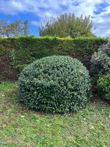 Photo de galerie - Taille d’arbustes 