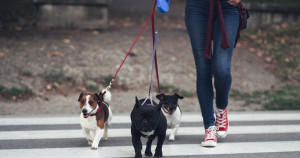 Photo de galerie - Gardes d’animaux 