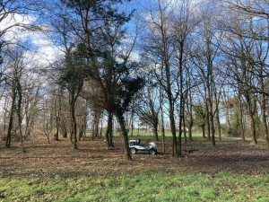 Photo de galerie - Tonte de pelouse - Débroussaillage