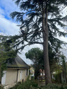 Photo de galerie - Démontage arbres 