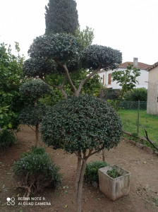 Photo de galerie - Taille de haies et d'arbustes