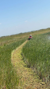 Photo de galerie - Tonte de pelouse - Débroussaillage