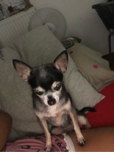 Photo de galerie - Garde chien