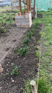 Photo de galerie - Création de haie 