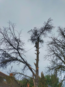 Photo de galerie - Abattage d'un cèdre de 20m avec descente contrôlée des branches.