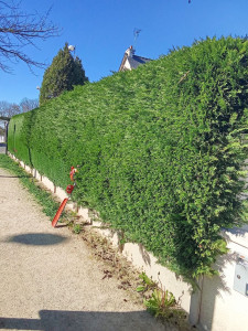 Photo de galerie - Avant le taillage de la haie