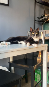 Photo de galerie - J’ai un chat et je peux garder vos animaux