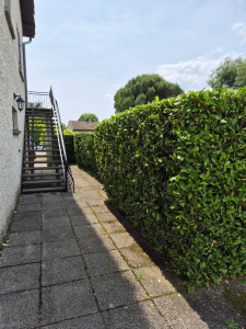 Photo de galerie - Fin de la taille.