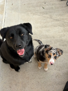 Photo de galerie - Vaïko et Naya ( chiot de 3 mois )