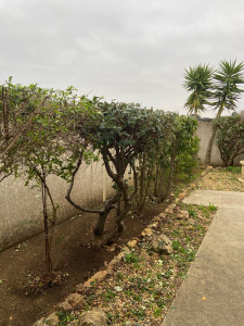 Photo de galerie - Taille de haies et ratissage