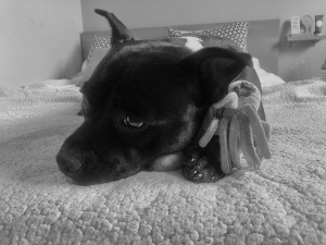 Photo de galerie - Ma chienne 