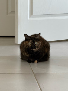 Photo de galerie - Garde chat