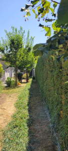 Photo de galerie - Taille de haies et d'arbustes