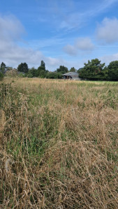 Photo de galerie - Tonte de pelouse - Débroussaillage
