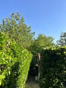 Photo de galerie - Taille haie 