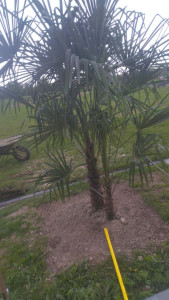 Photo de galerie - Plantation de palmier 