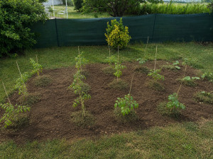 Photo de galerie - Plantation d'un jardin potager