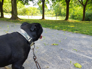 Photo de galerie - Promenade avec Isidore, un gentil staffy.