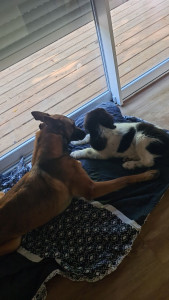 Photo de galerie - Espace avec grand jardin et zone de sécurité pour les animaux besion de plus de calme que les autres