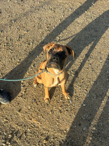 Photo de galerie - Garde chien