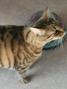 Photo de galerie - Présence et calinoux pour otis