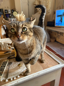 Photo de galerie - Garde animaux