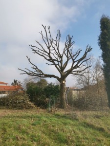 Photo de galerie - Élagage d'un chêne centenaire
