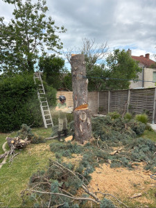 Photo de galerie - Abattage d’un sapin