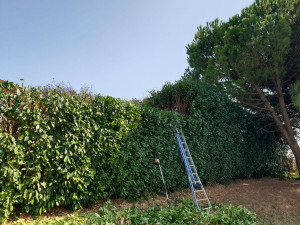 Photo de galerie - Taille de haie