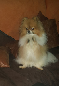 Photo de galerie - Tchoupi fait le clown