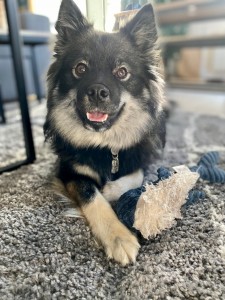Photo de galerie - Garde chien