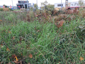 Photo de galerie - Tonte de pelouse - Débroussaillage