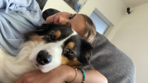 Photo de galerie - Garde de berger australien 