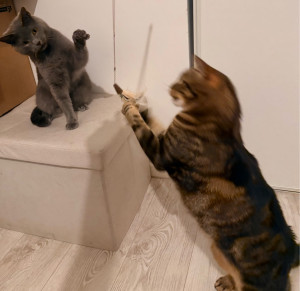 Photo de galerie - Il faut au moins être deux pour attraper ce jouet?
