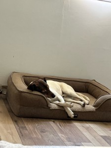 Photo de galerie - Home sitting - Accueil - Gardiennage