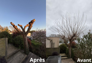 Photo de galerie - Taille d'un murier