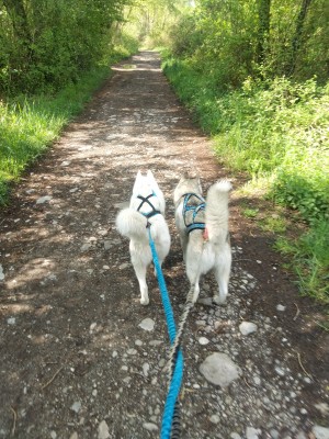 Photo de galerie - Garde chien